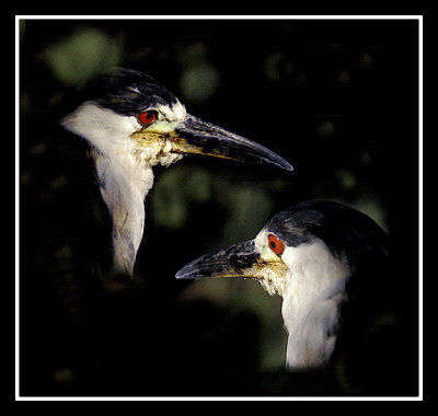 Male Herons