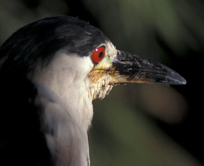 Male Black Crowned Heron