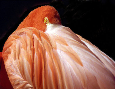 Pinl Flamingo Napping 