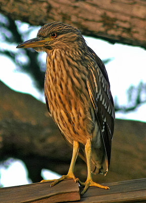 Female Heron