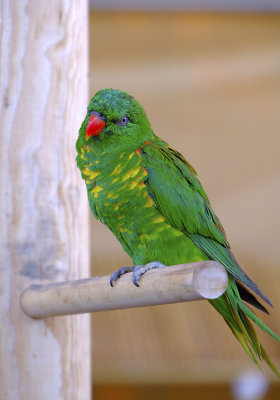 Lorikeet