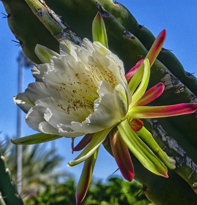 Cactus Bloom 2
