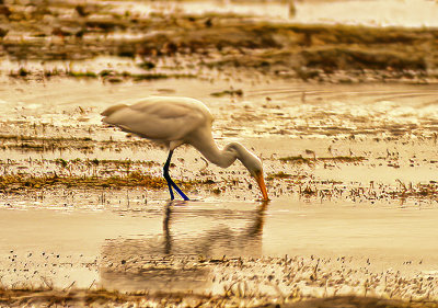 Egret on the Reef