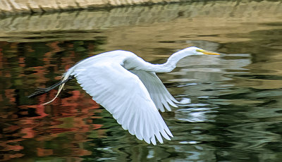 Egret 6267