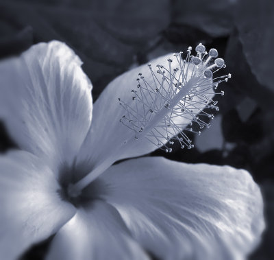 Hibiscus in Selenium