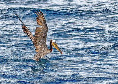Pelican off Dana Point