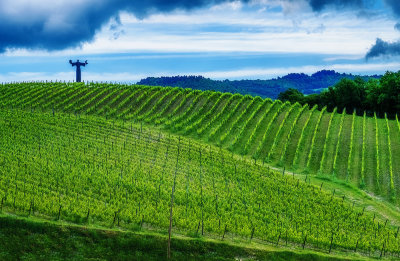 St Francis of Assisi Watches over the Il Molino di Grace Vineyards