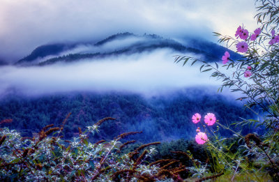 Cosmos in the Mountain Mist