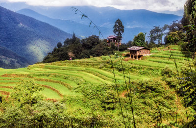 Mountainside Rice Terraces