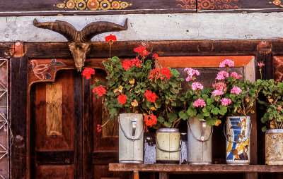 Still Life with Geraniums