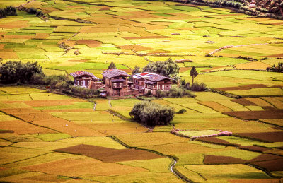 Farm Land Patterns of the Paro Valley