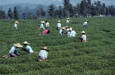 Harvesting Tea Leaves