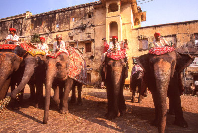 Mahouts with Their Elephants