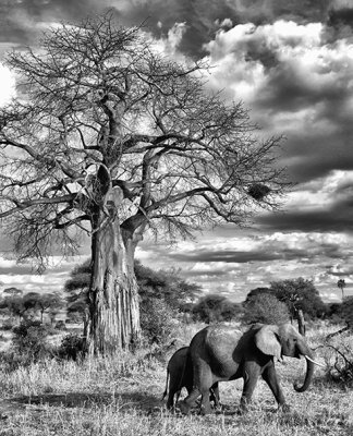 Elephants & Baobab Tree