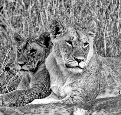 Female Lions at Rest
