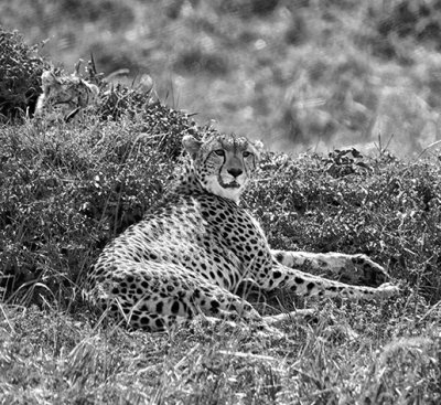 Cheetah w/ a Cub Hidden Behind her