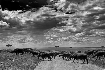 Cape Buffalo on the Move