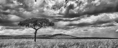 Kenyan Plains