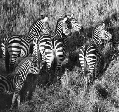 Zebra from the Air