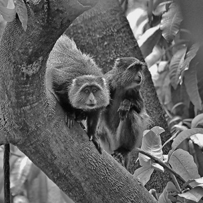 Manyara Monkeys
