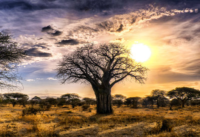 Baobab: Africa's 'Tree of Life'