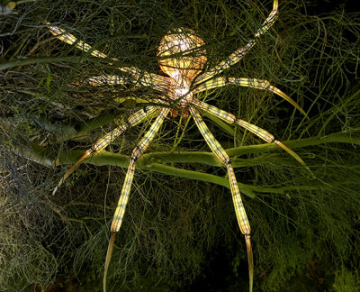 Spider in Tree