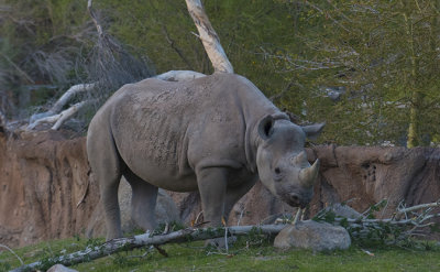 Black Rhinoceros at the New Rhino Savanah