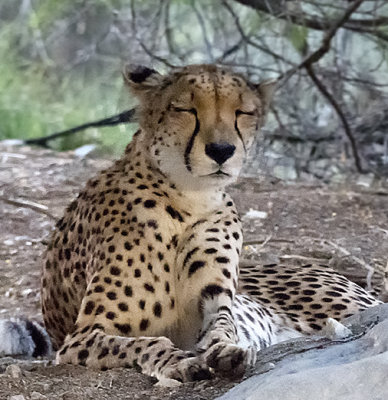 Napping Cheetah
