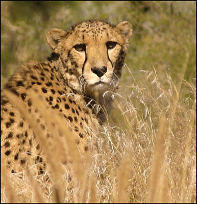 Cheetah Blending in