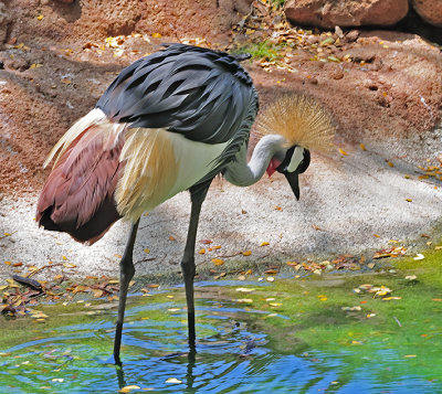 Crowned African Crane