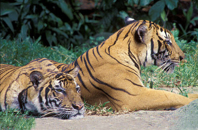 Tigers at Rest