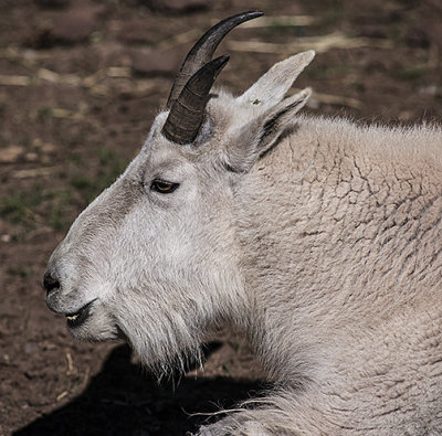 Rocky Mountain Goat