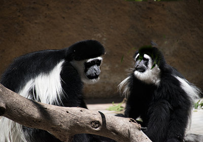 Black-and-white Colobus Monkeys