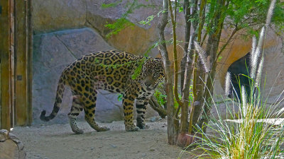 Jaguar