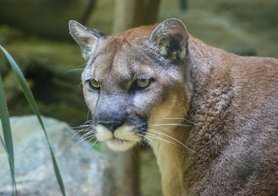 Mountain Lion