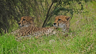 Cheetah Sisters 