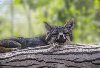 Island Fox