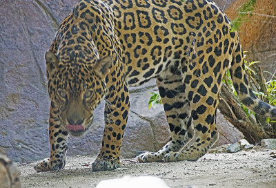 Jaguar