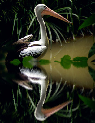 Pelican Reflection