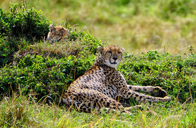 Cheetah Mother with Cub