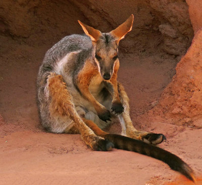 Yellow-footed Rock-wallaby