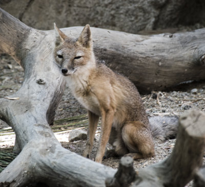 Kit Fox