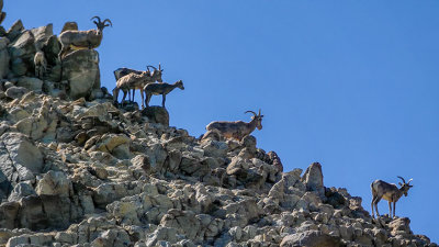 Family of Big Horn Sheep