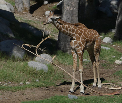 Young Giraffe