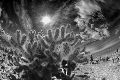 Cholla Cactus, Joshua Tree Park CA