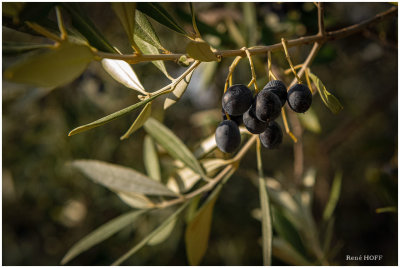 Olive 