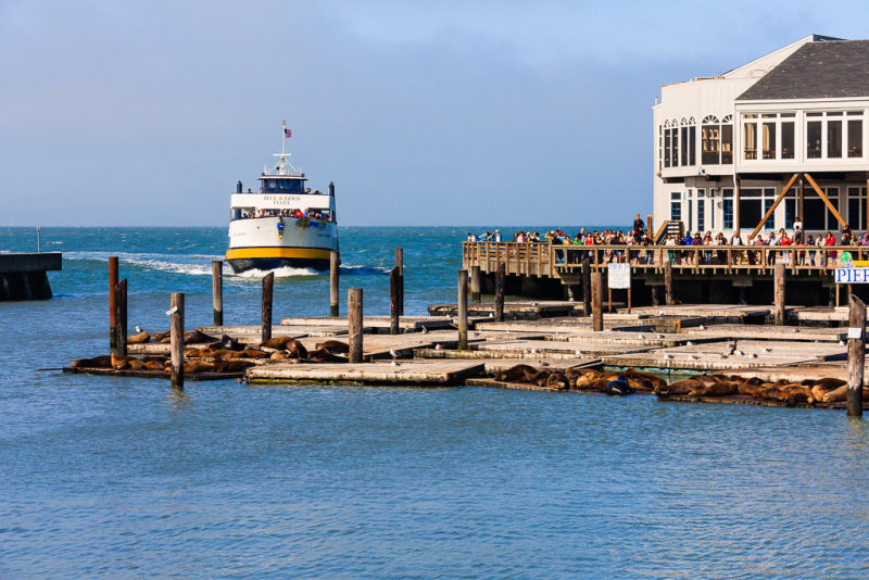 Pier 39 and Sea lions