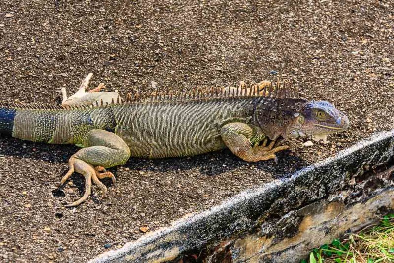 Iguana