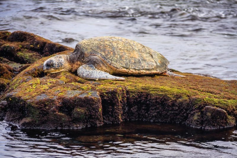 Green Sea Turtle