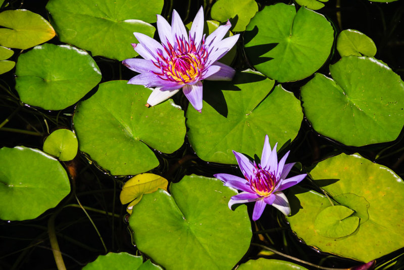 Water Lily